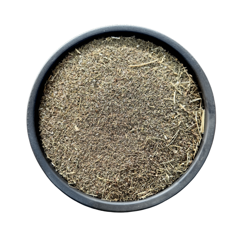 Dill seeds | soye | | soyee | سوئے