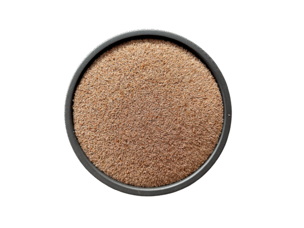 Psyllium | Isabgol sabat indian |  اسبغول انڈیا
