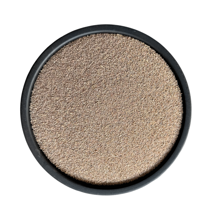 Todri Safed | Tudri Safed Beej | Lepidium iberis | تودری سفید