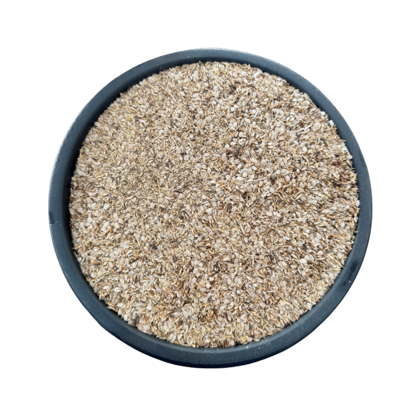 Blepharis Edulis | Tukhm e Otangan | تخم اوٹنگن