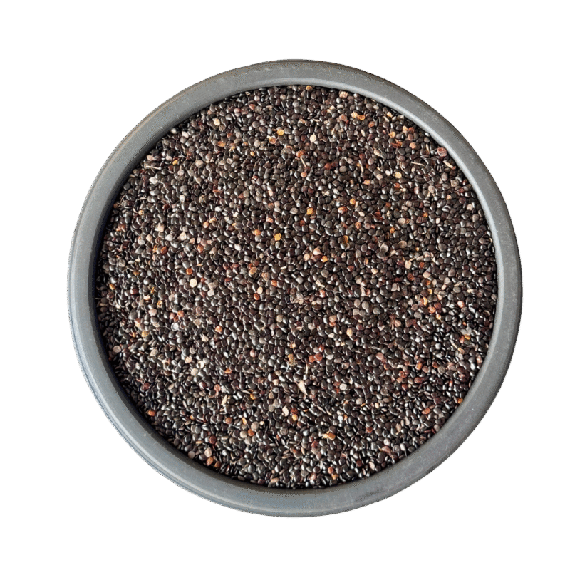 Cassia Absus Seeds (Chasku) چاسکو