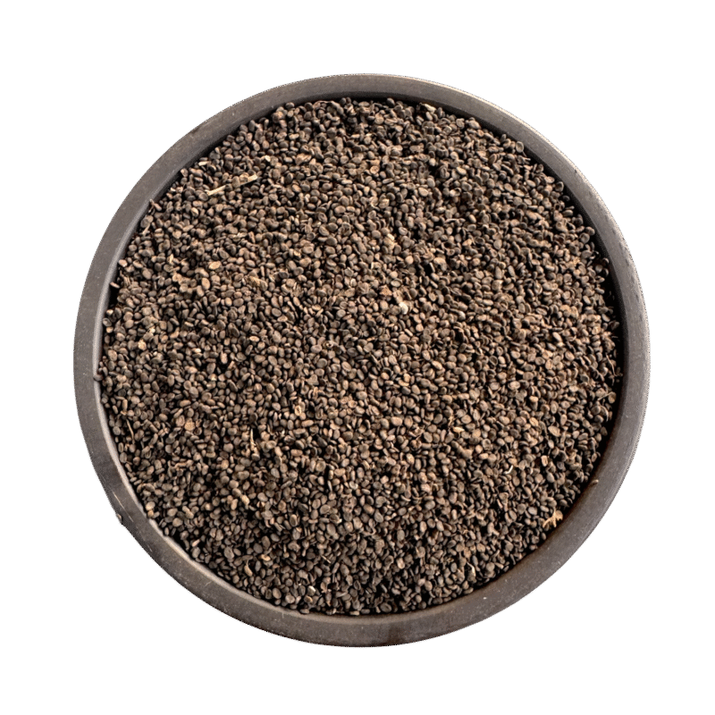 Psoralea corylifolia | babchi | بابچی