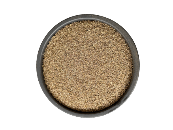 Black cumin seeds |Zeera syiah| زیرہ سیاہ