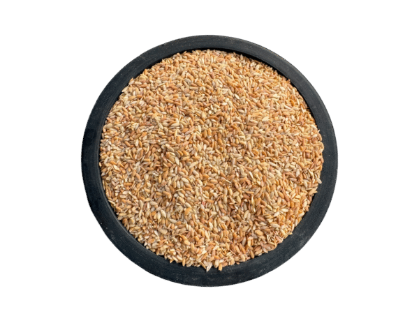 Cucumber seeds | maghaz khayareen | مغز خیارین