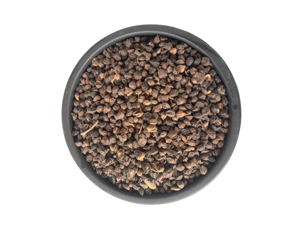 Cordia myxa | Dried Assyrian plum | cilati fclia | لہسوڑہ | لسوڑہ | سپستان | لسوڑیاں