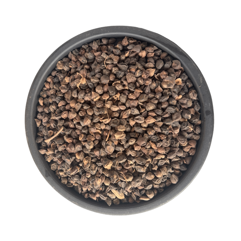 Cordia myxa | Dried Assyrian plum | cilati fclia | لہسوڑہ | لسوڑہ | سپستان | لسوڑیاں