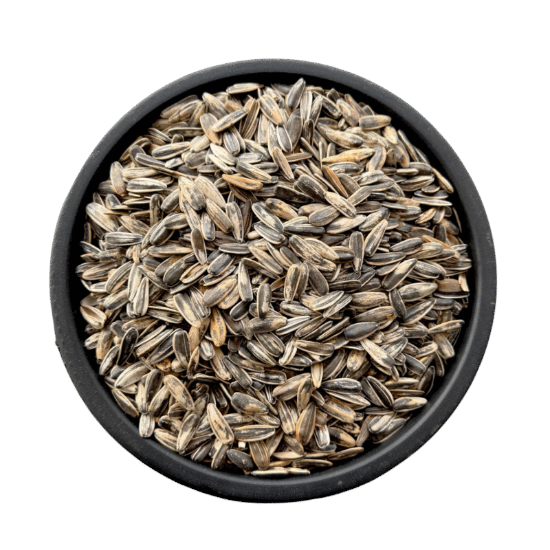 Sunflower seeds | sun flower seeds | common sunflower | سورج مکھی