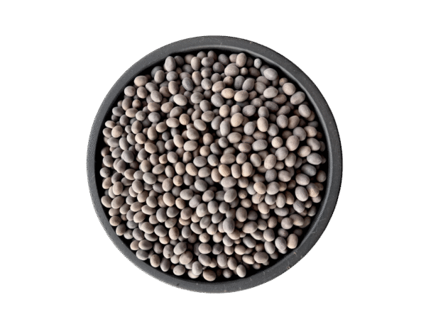 Lotus seeds | kol doday | کنول ڈوڈہ | کنول کٹا | کول ڈوڈے