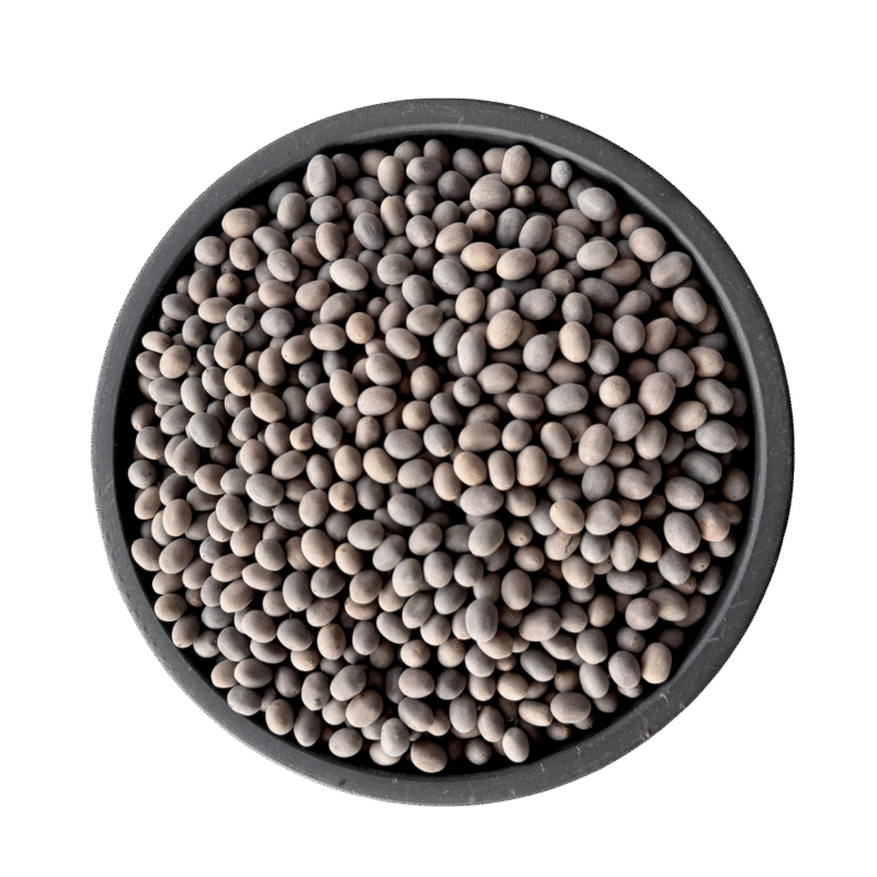 Lotus seeds | kol doday | کنول ڈوڈہ | کنول کٹا | کول ڈوڈے