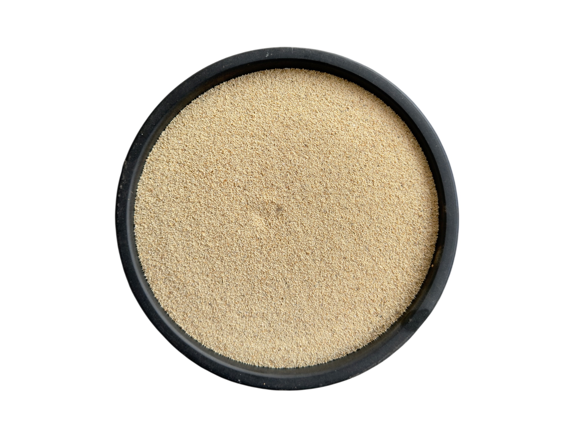 Opium poppy | poppy seeds | khaskhash | خشخاش