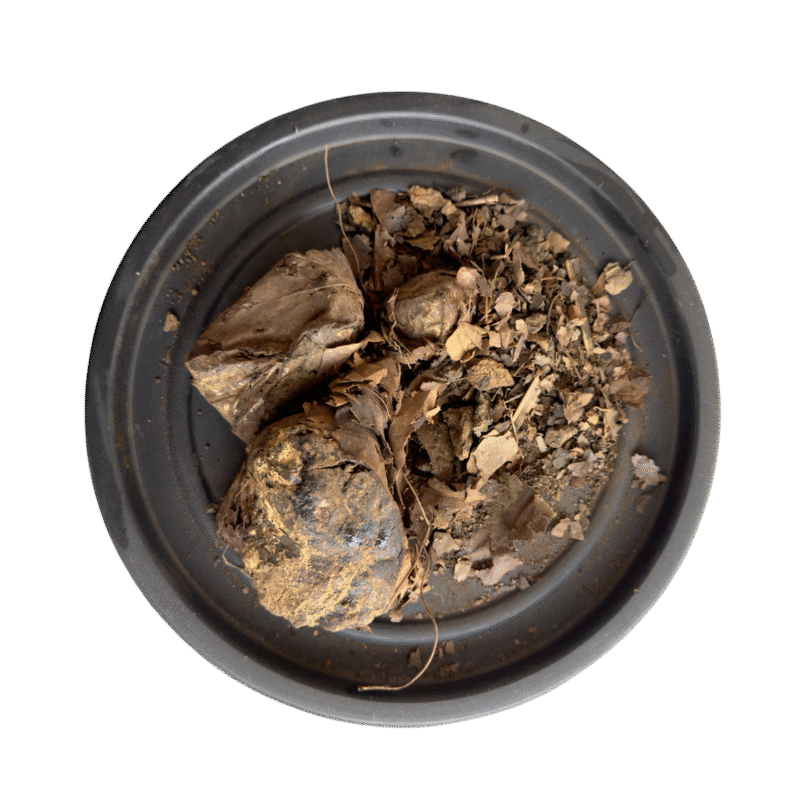 Tree turmeric | Rasont india | rasoot india | rasot | رسوت | رسونت