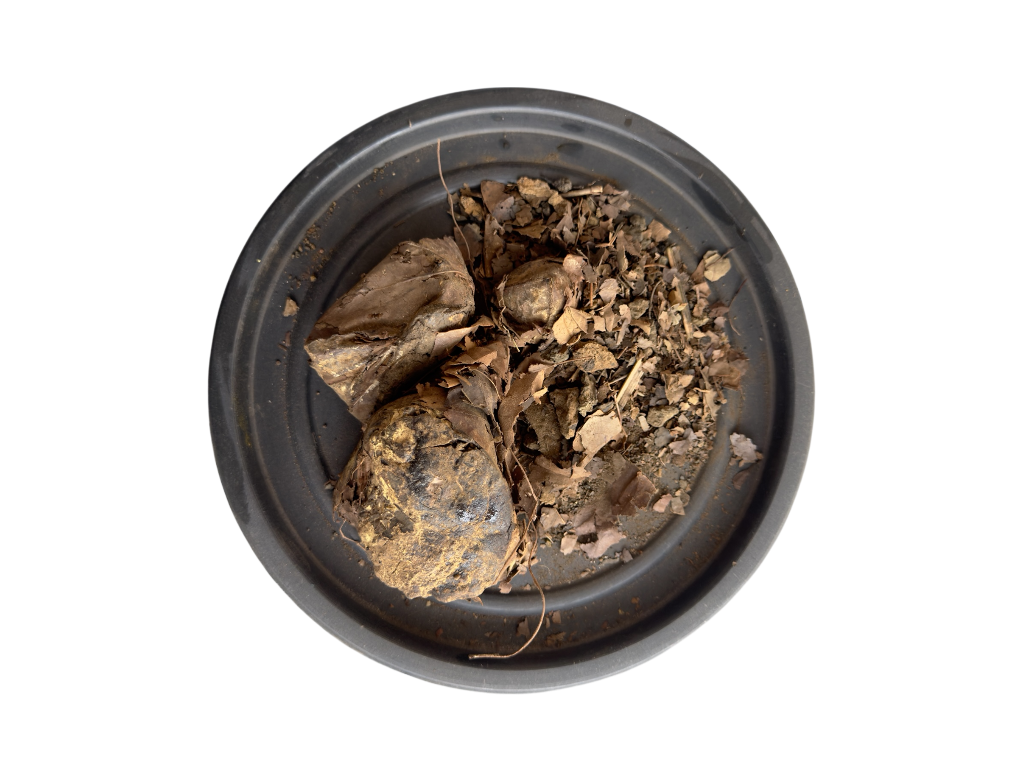 Tree turmeric | Rasont india | rasoot india | rasot | رسوت | رسونت