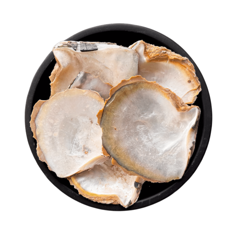 Seashell | sadaf | seep | صدف | سیپ