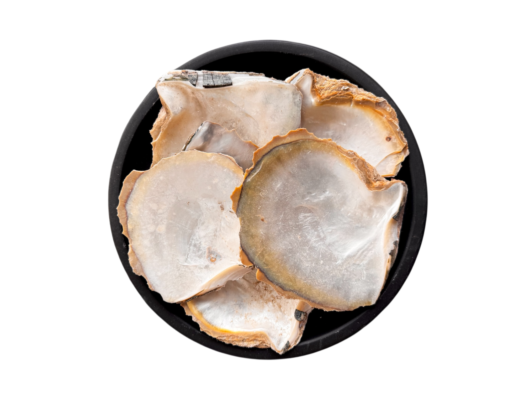 Seashell | sadaf | seep | صدف | سیپ