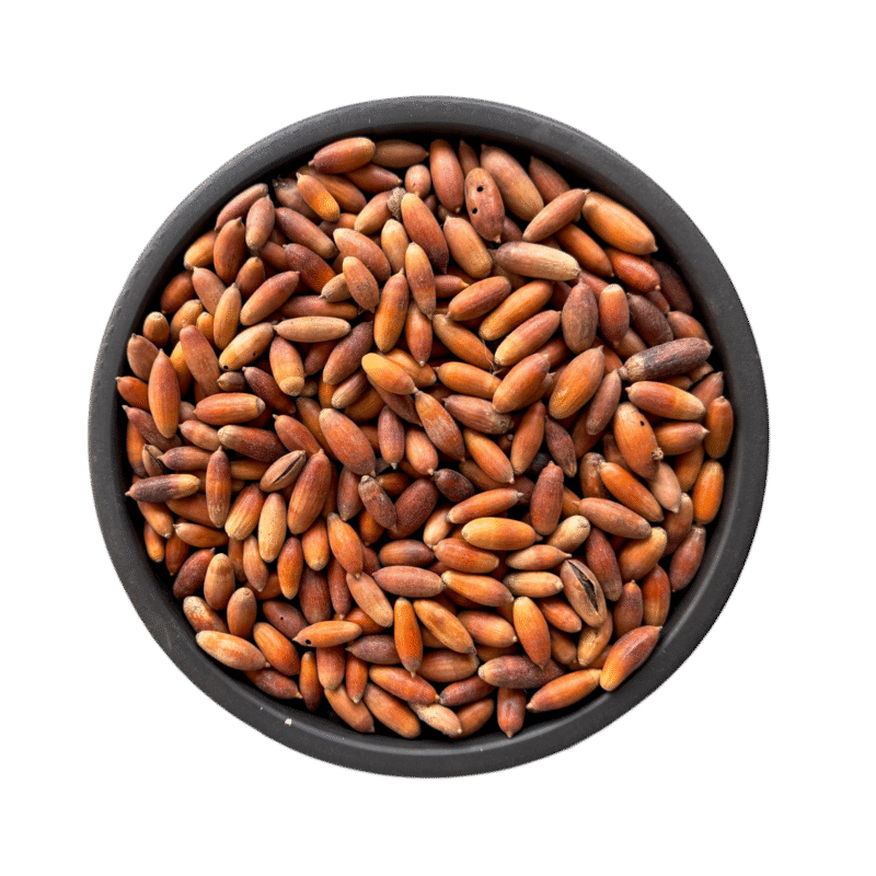 Chestnut |  شاہ بلوط