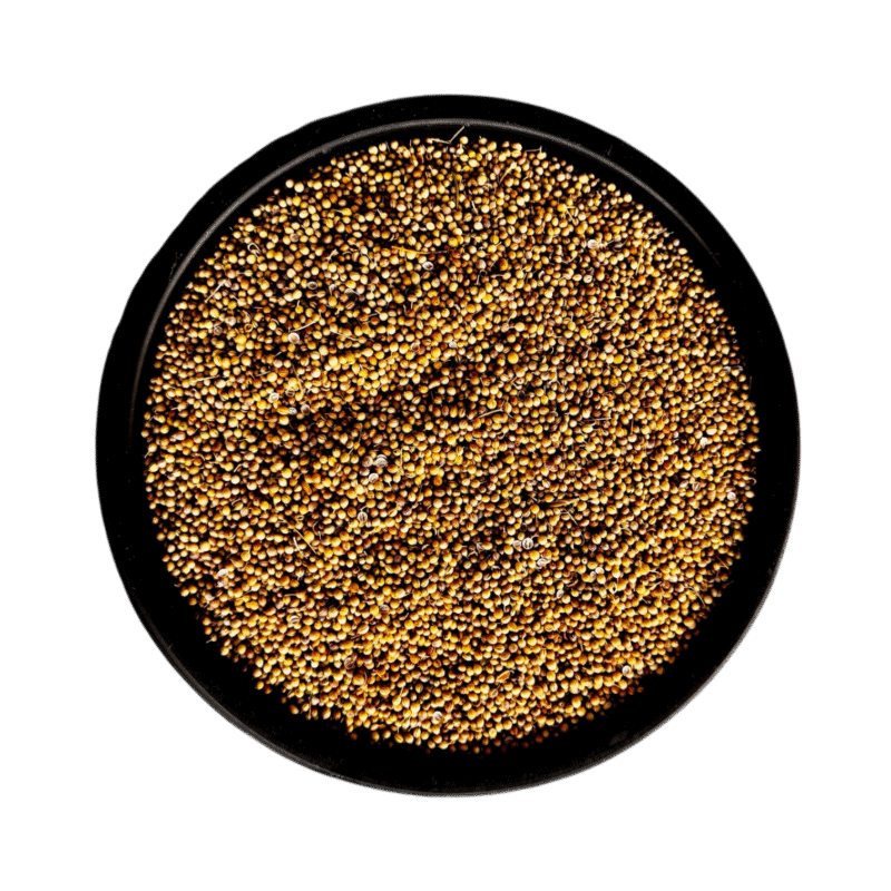 Coriander seeds | dried coriander | Dhania khushk | sookha dhania | دھنیا خشک | دھنیا کے بیج