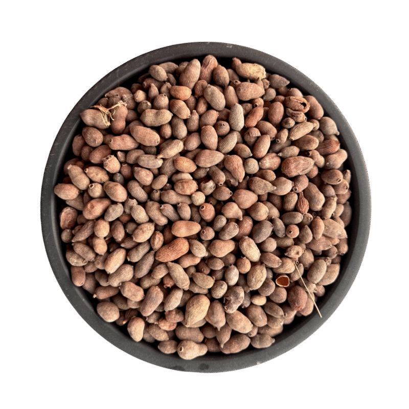 Dried java plum | jaman gutli | jamun seed | jaman gotli | جامن گھٹلی