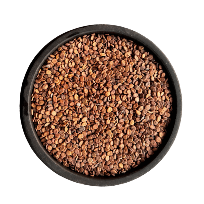 Tukhme sars | tukhm shereen | tukhm e sars | tukhm sars | تخم سرس | سرس شیریں