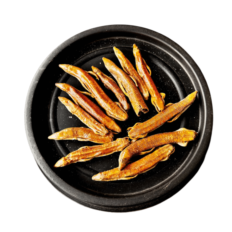 Reg mahi nar | raig mahi | ریگ ماہی نر