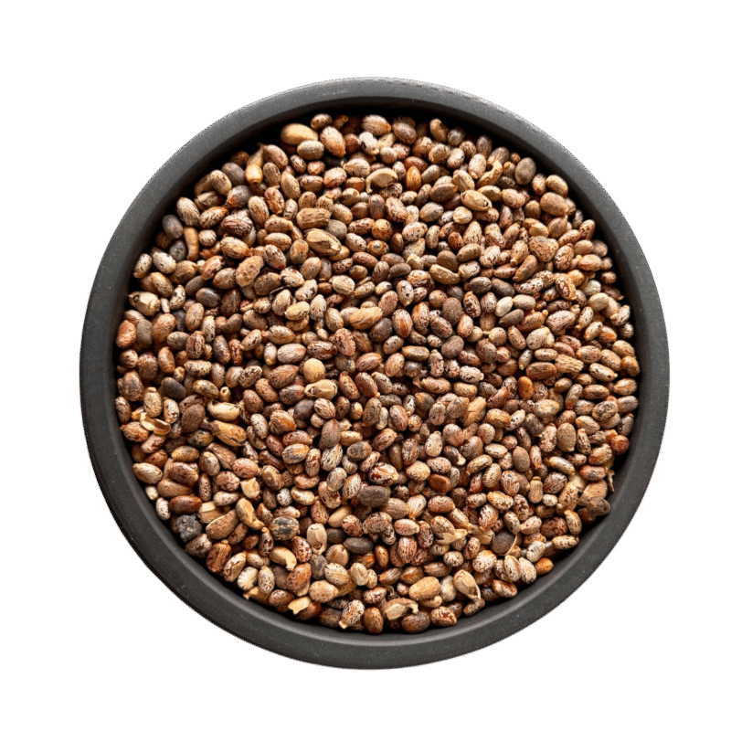Castor Seeds | Tukhm e Rind | تخم ارنڈ