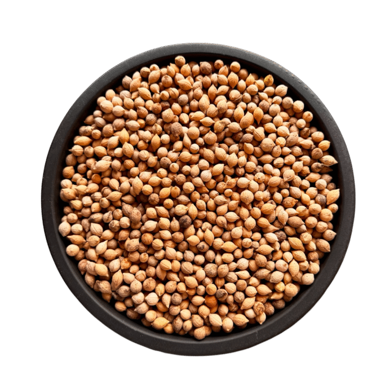 Drypetes Seeds | Jiya Pota | jiya potta | جیا پوتا