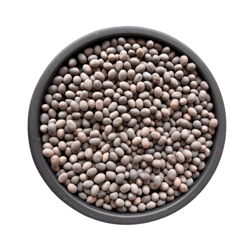 Kol doday | lotus seeds | کول ڈوڈے | کنول ڈوڈا | کول ڈوڈا