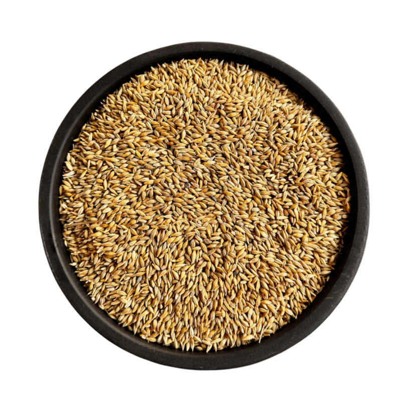 Hemp seeds | tukhm bhang | tukhm e bhang | تخم بھنگ