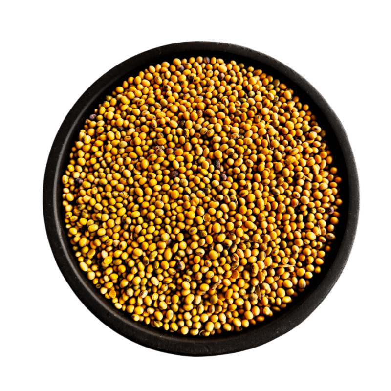 Soybean | soya beans | سویابین