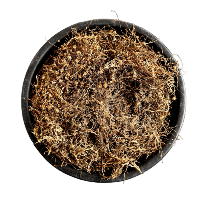 Gul e babona | gule babona | gul e baboona | gule baboona | گل بابونہ