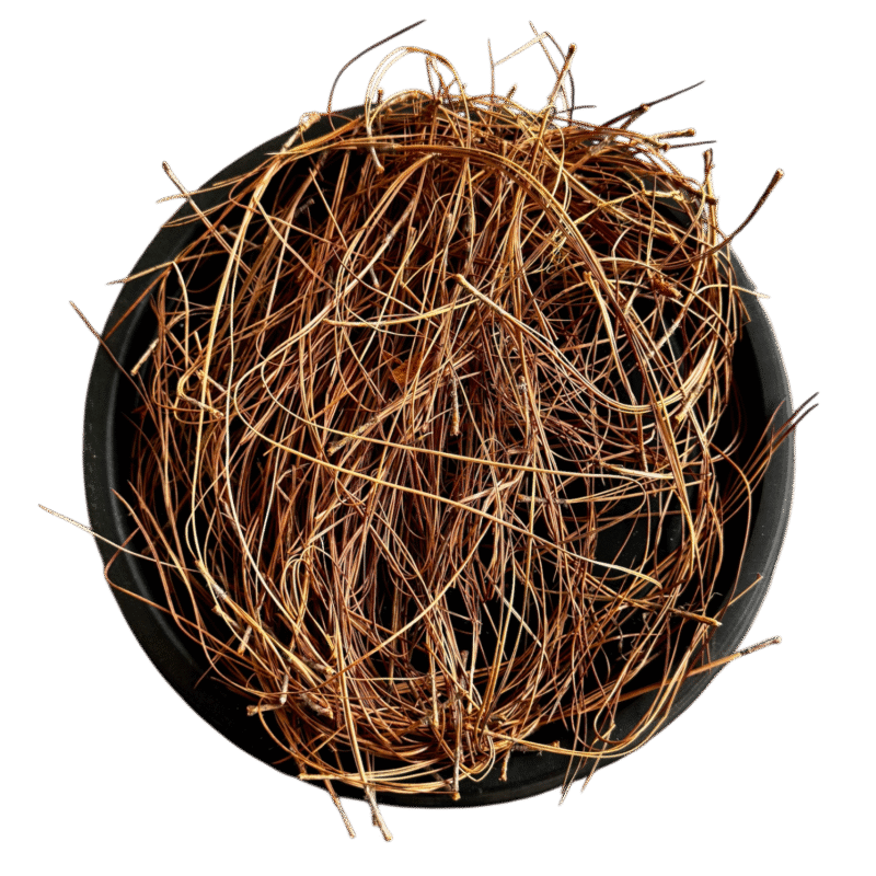 Sanober leaves | Barg e sanobar | barg e sanober | barge sanober | barge sanobar | برگ صنوبر